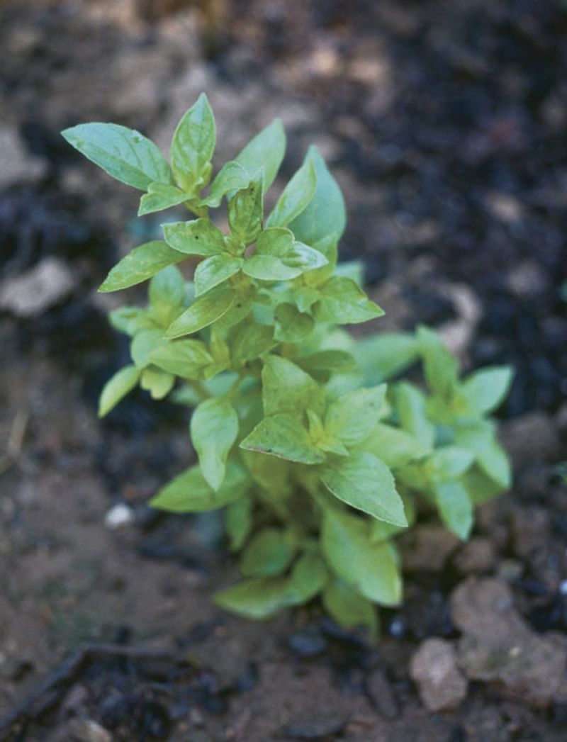Basil