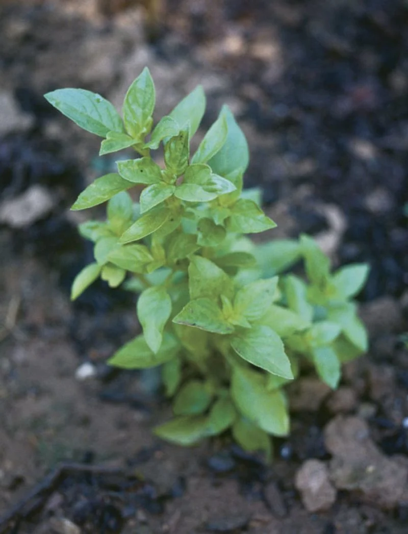 Basil