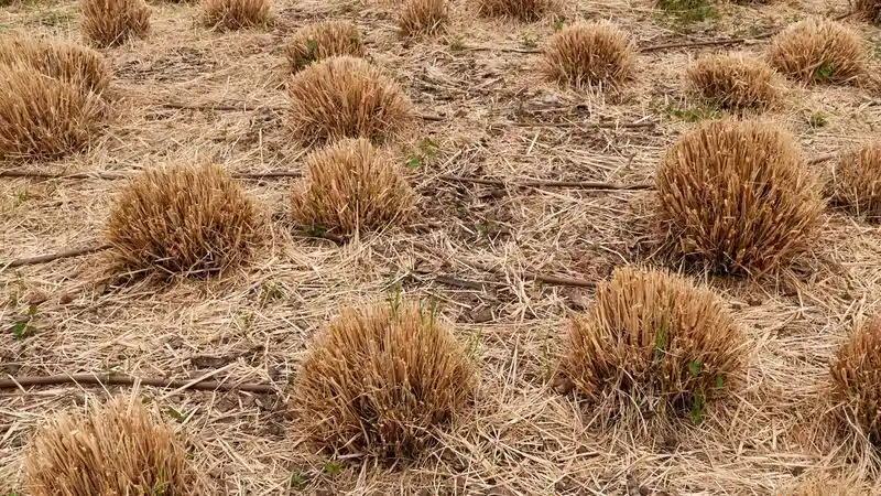 Failing to Prune Ornamental Grasses