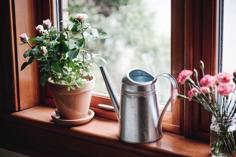 Using Unfiltered Tap Water