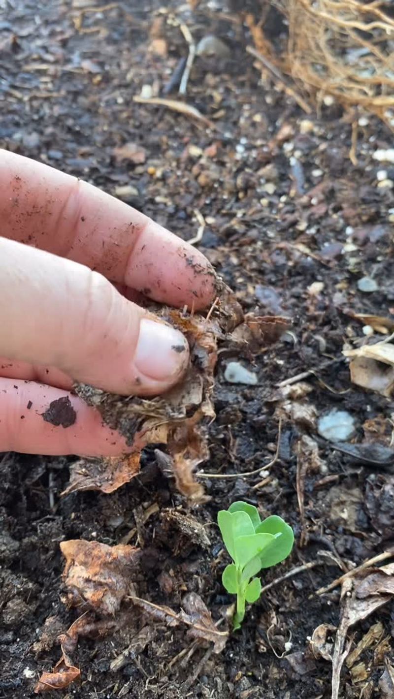 Mixing Compost with Sand