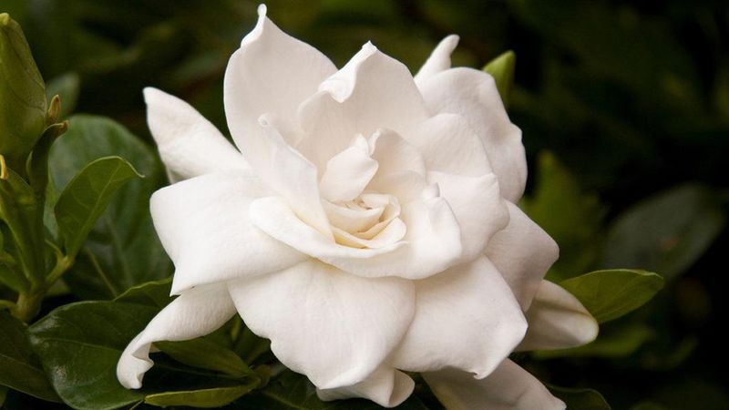Gardenia