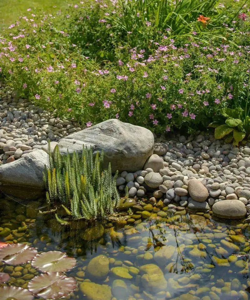 Eco-Friendly Rain Garden