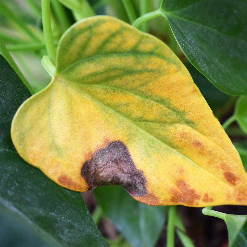 Discolored Foliage