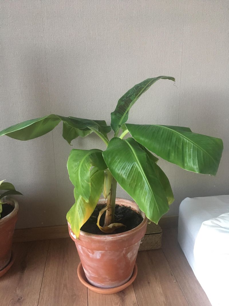 Banana Plant