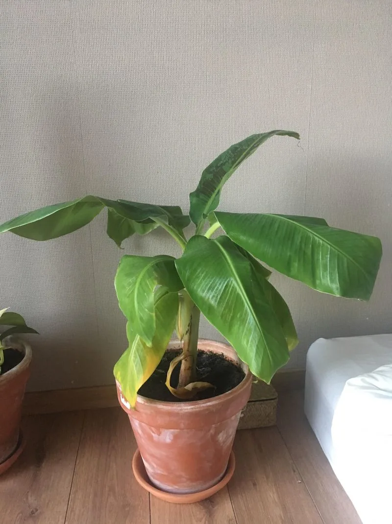 Banana Plant
