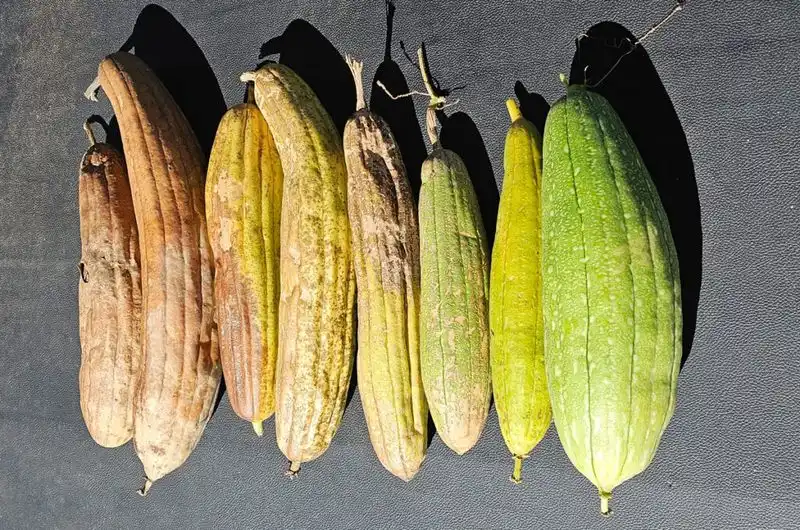 Harvest the Mature Luffas