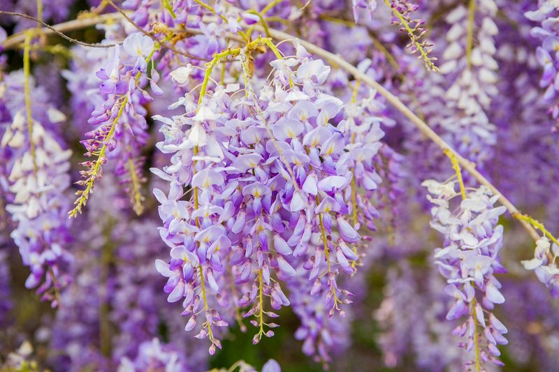Wisteria