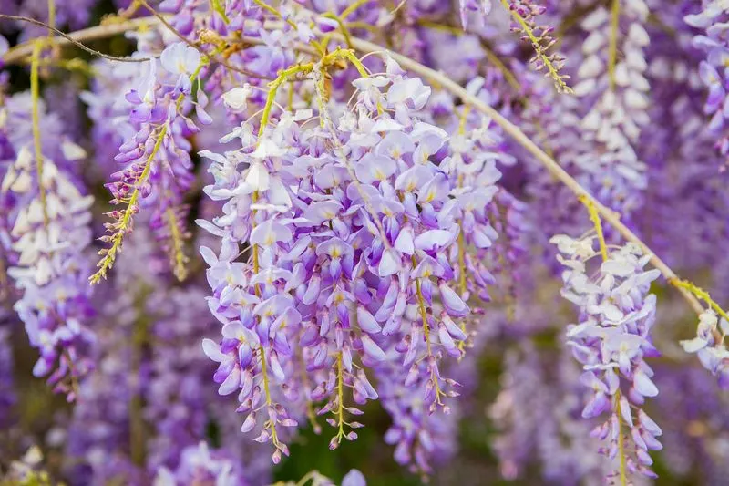 Wisteria