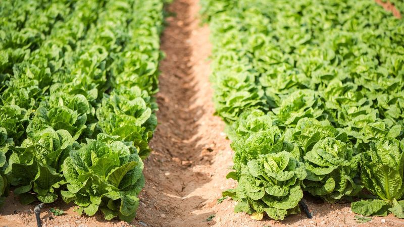 Monoculture Planting