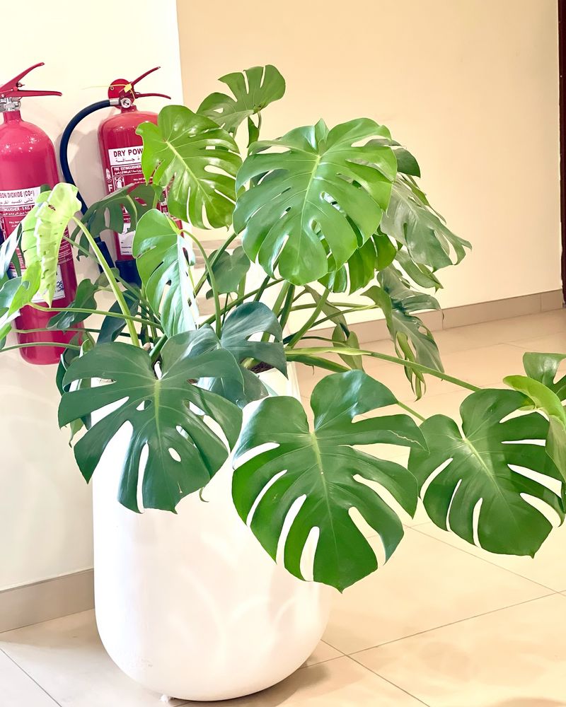 Monstera Deliciosa