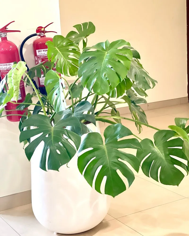 Monstera Deliciosa