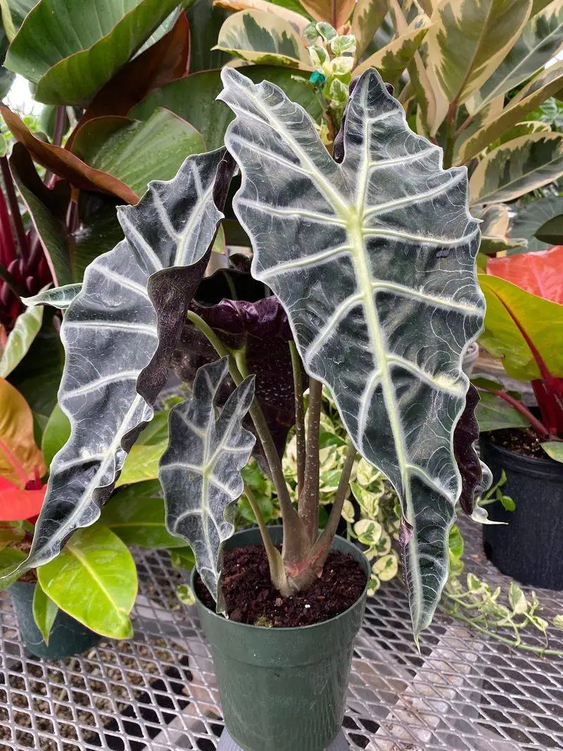Alocasia Amazonica
