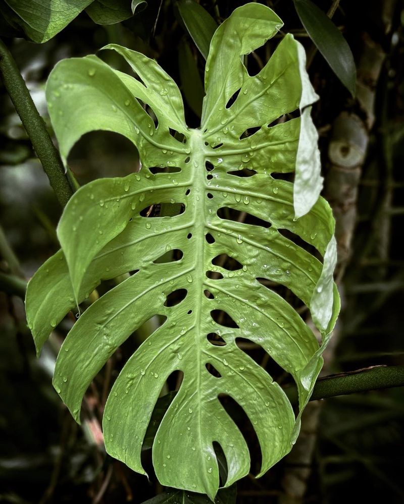Monstera Deliciosa