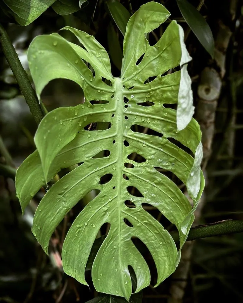 Monstera Deliciosa