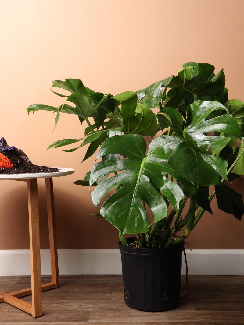 Monstera Deliciosa