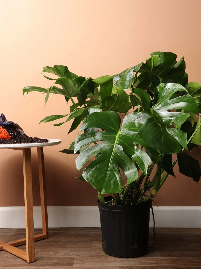 Monstera Deliciosa