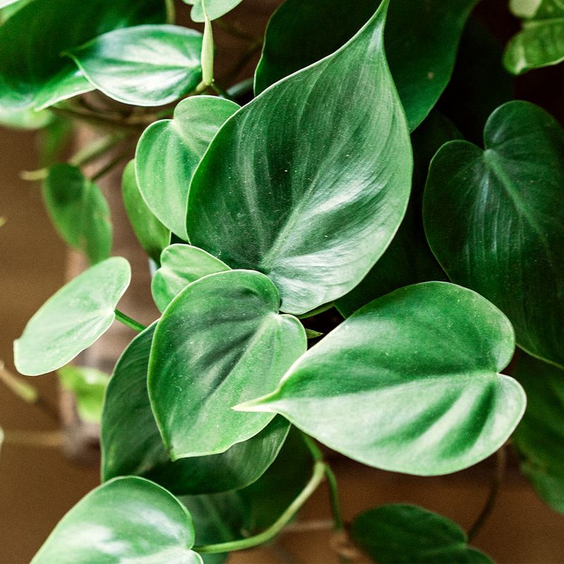 Philodendron