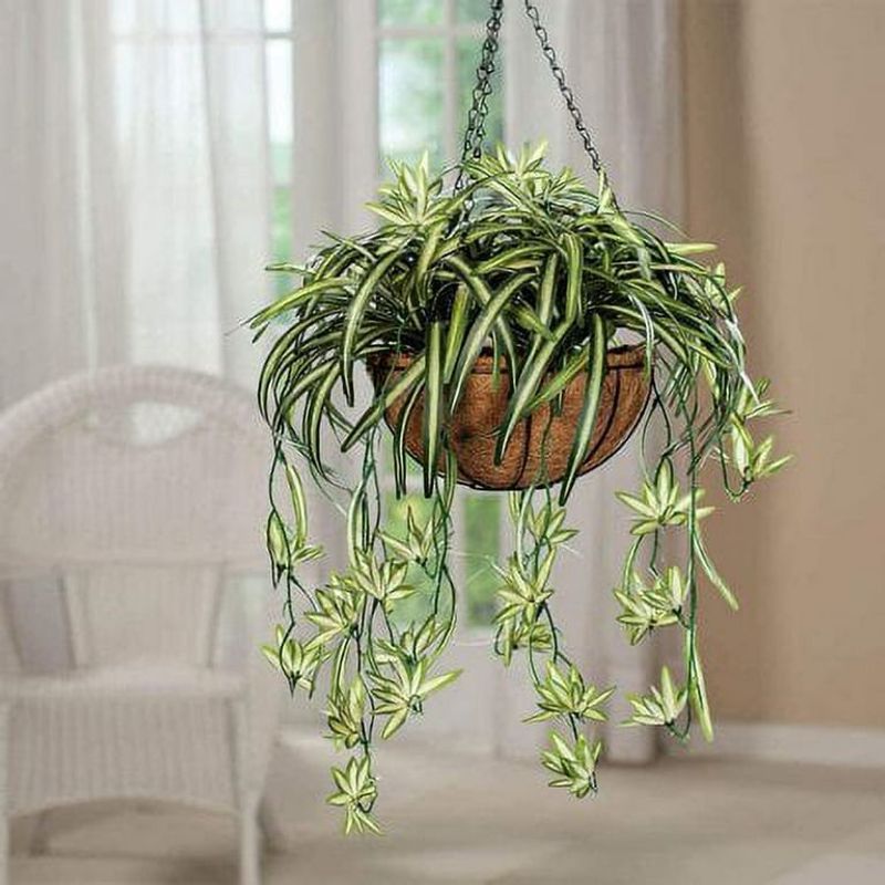 Spider Plant
