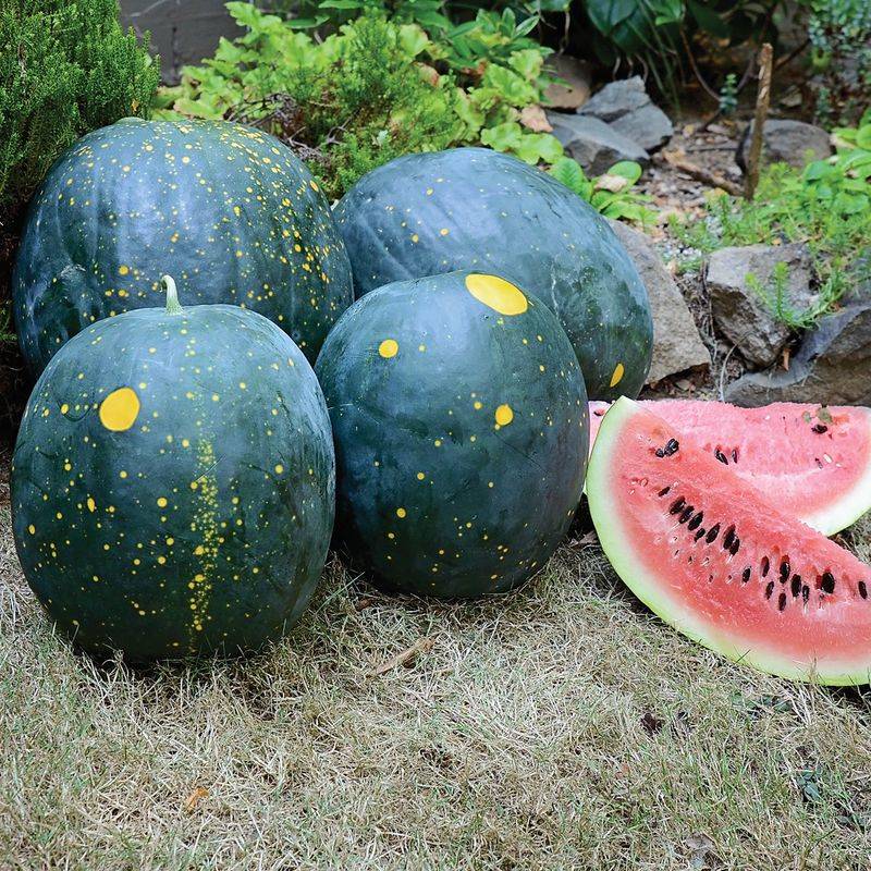 Moon & Stars Watermelon