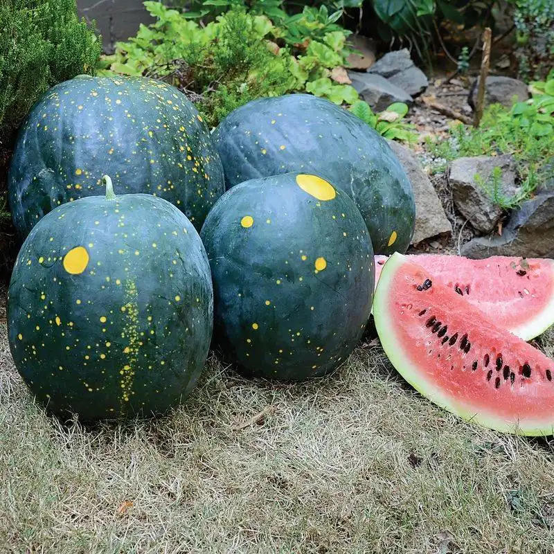 Moon & Stars Watermelon