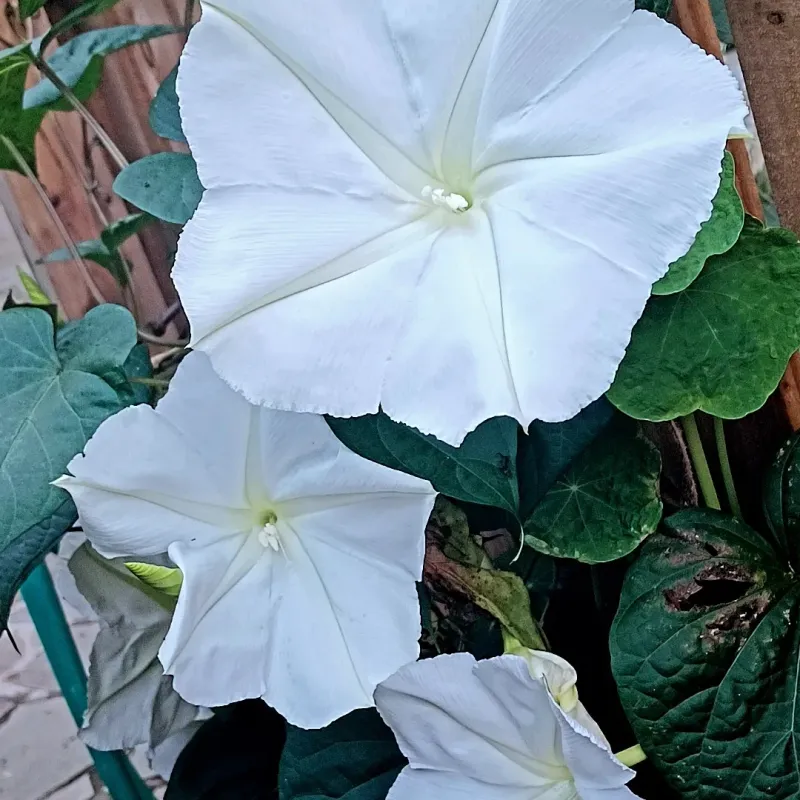 Moonflower