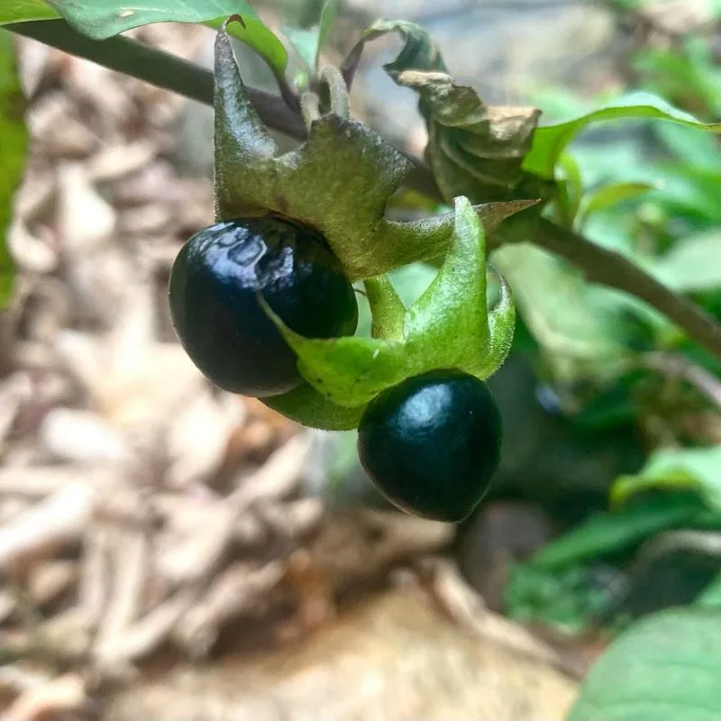 Deadly Nightshade