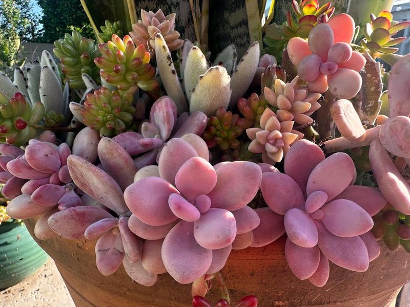 Moonstone Sedum