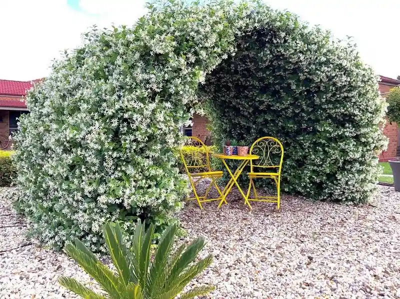 Morning Bloom: Jasmine