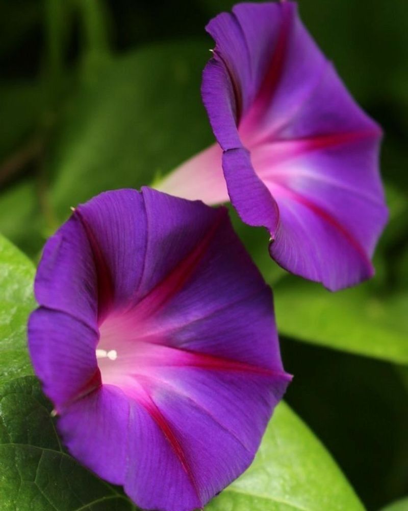 Morning Glories