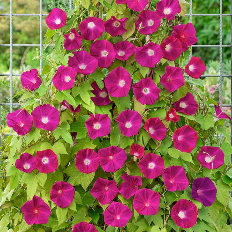 Morning Glory