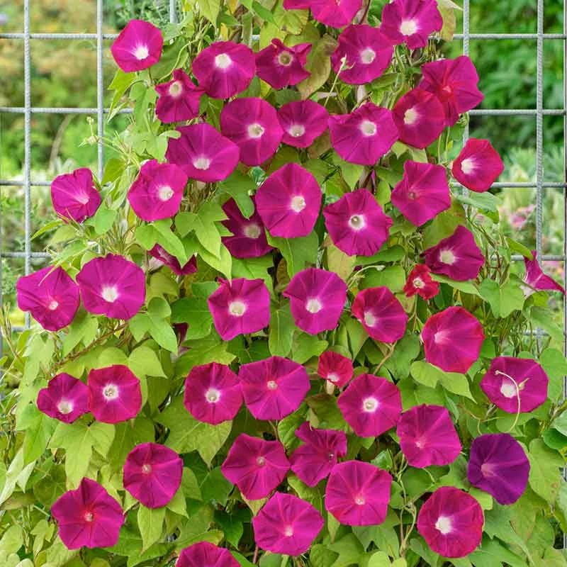 Morning Glory