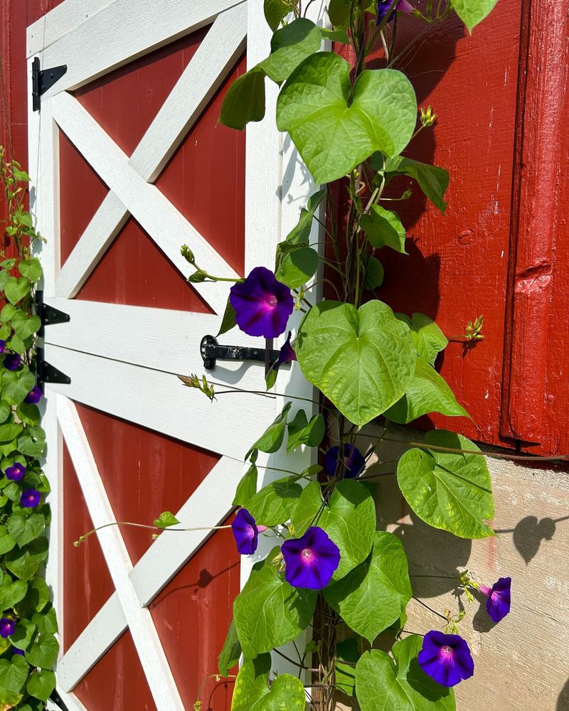 Morning Glory's Dawn Chorus