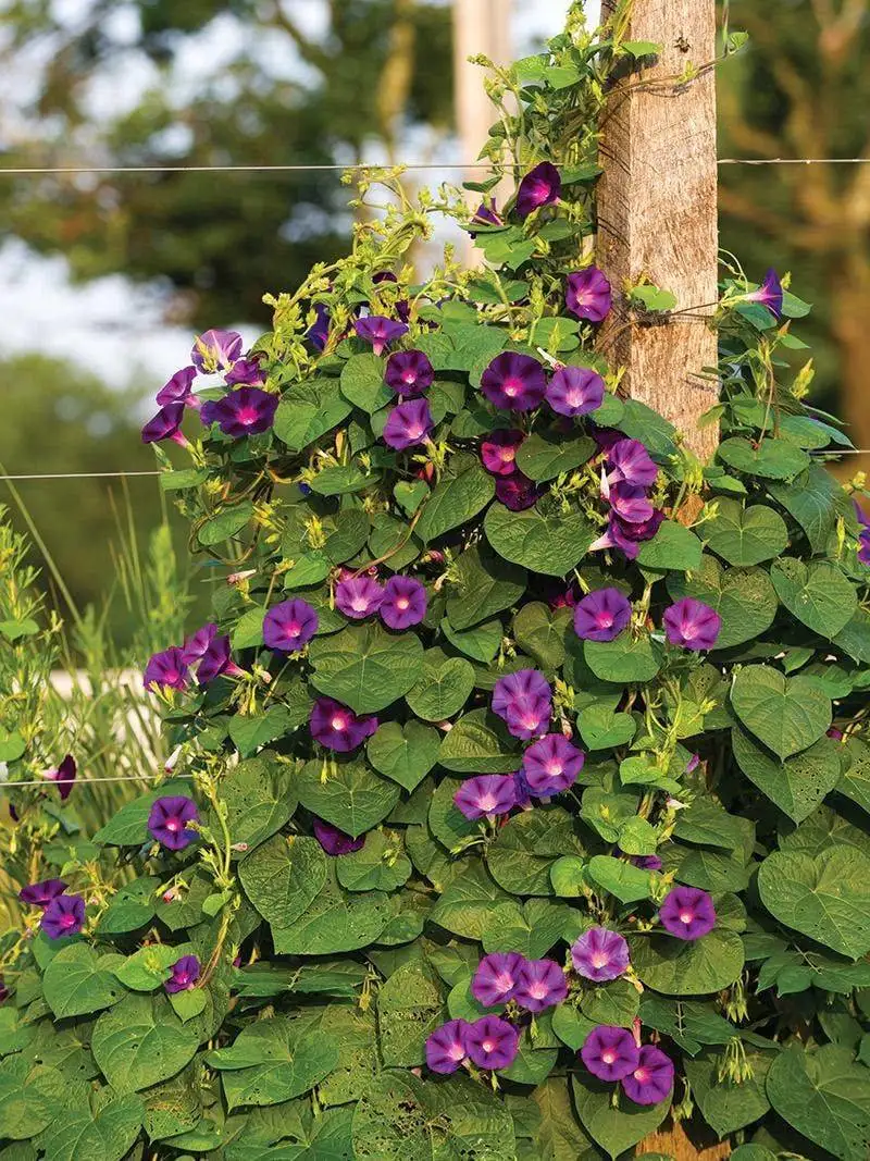 Morning Glory and Sweet Pea