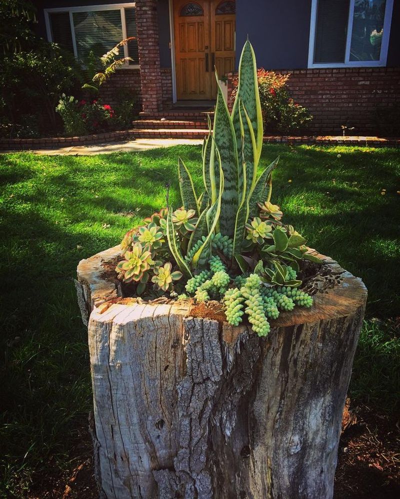 Cacti Collection Stump