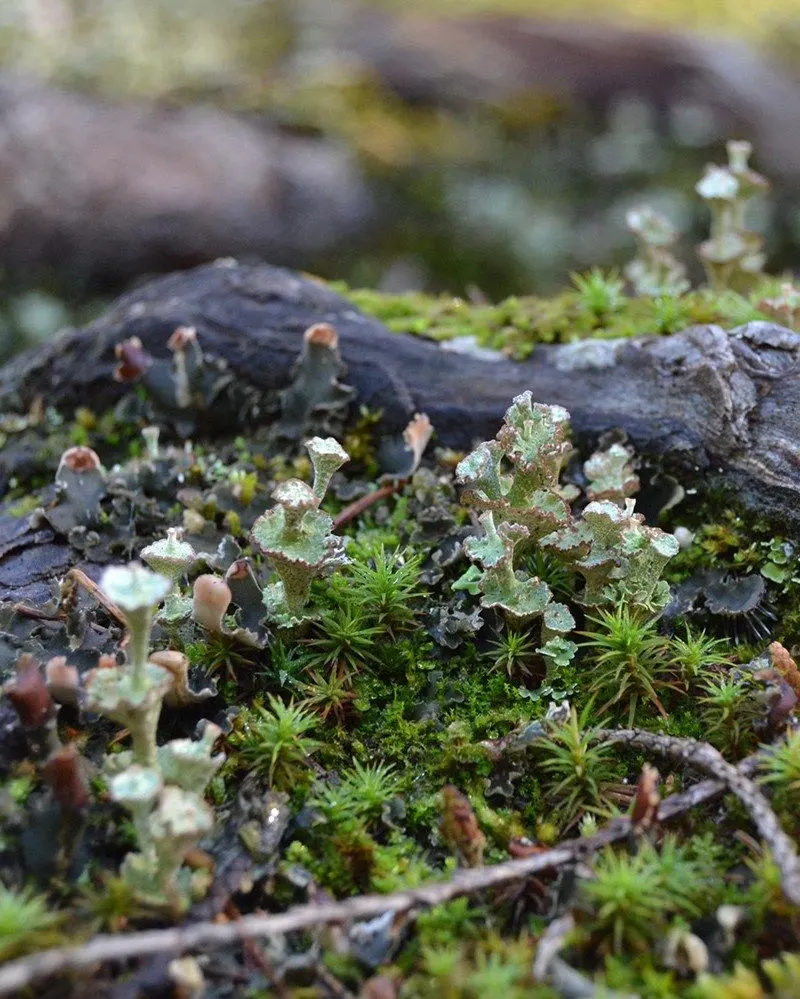 Moss and Lichen