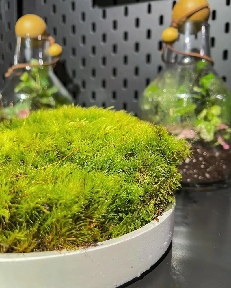 Moss
