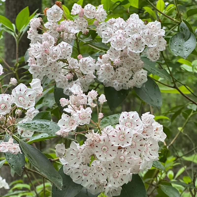 Mountain Laurel