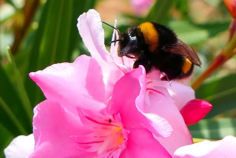 Oleander