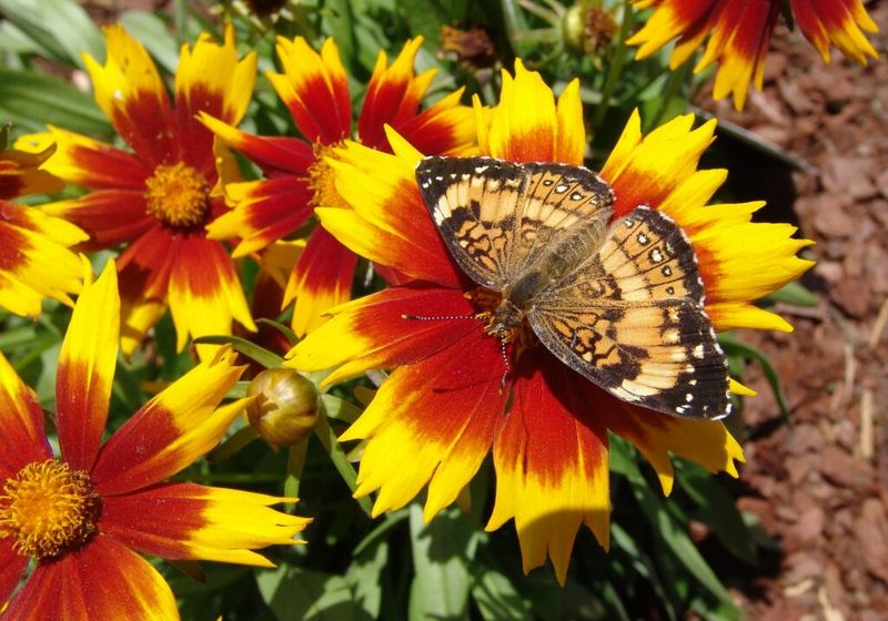 Coreopsis