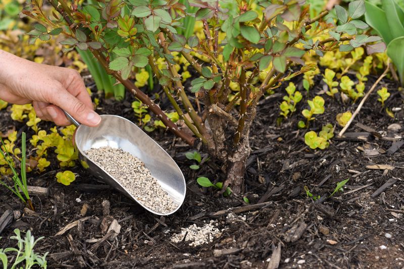 Fertilizing Plants in Late Fall