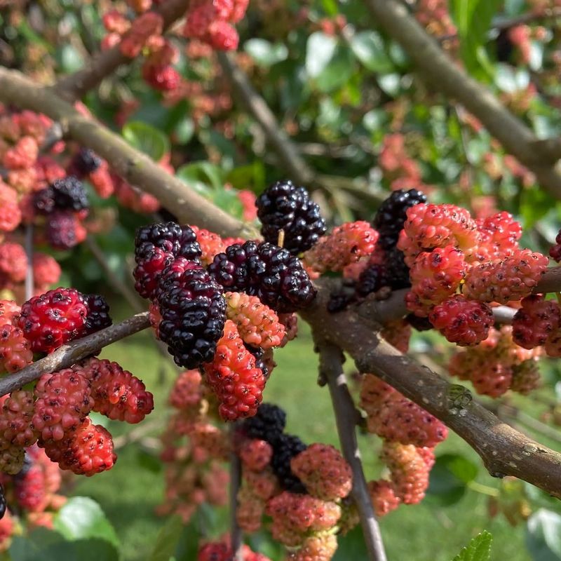 Mulberries