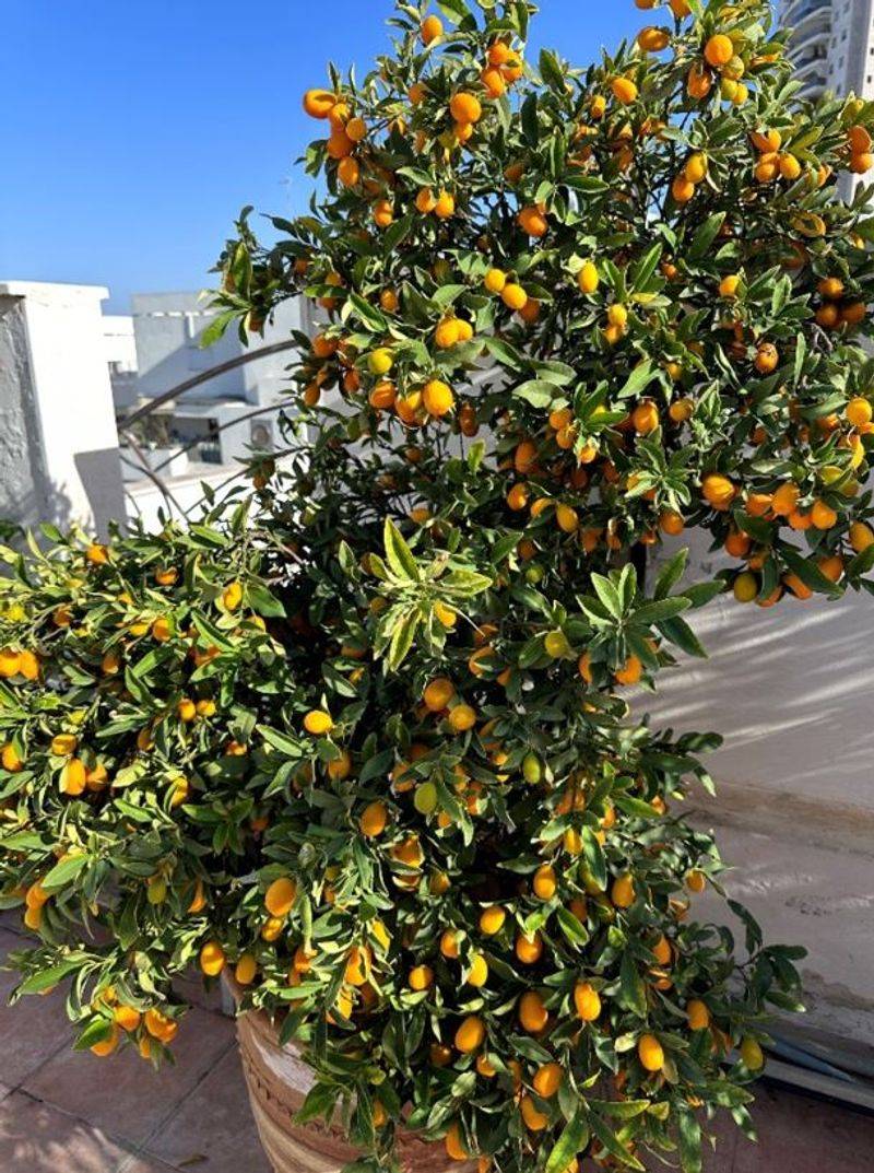 Kumquat Tree