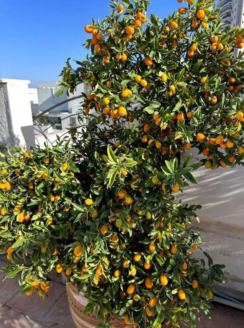 Kumquat Tree
