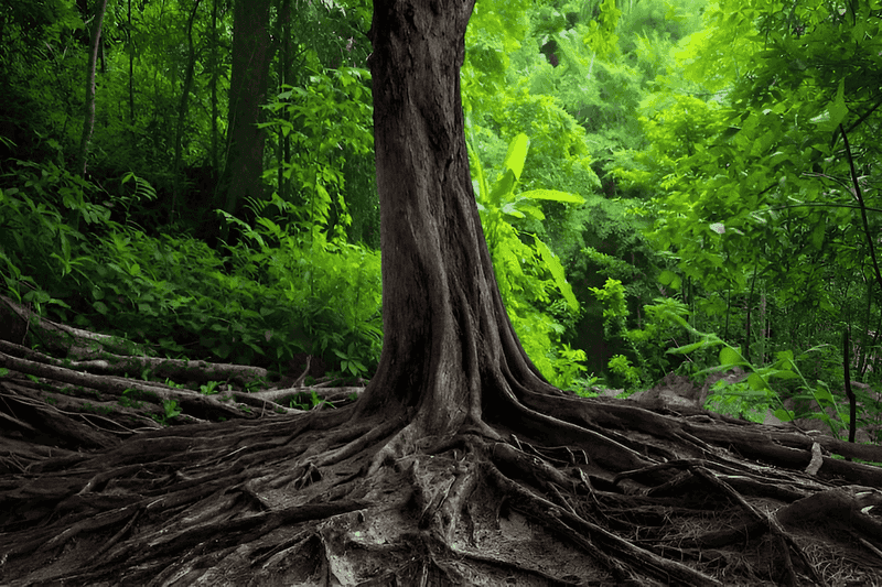 Black Locust