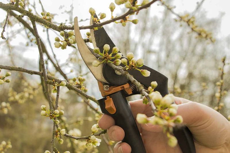 Prune Spring Bloomers