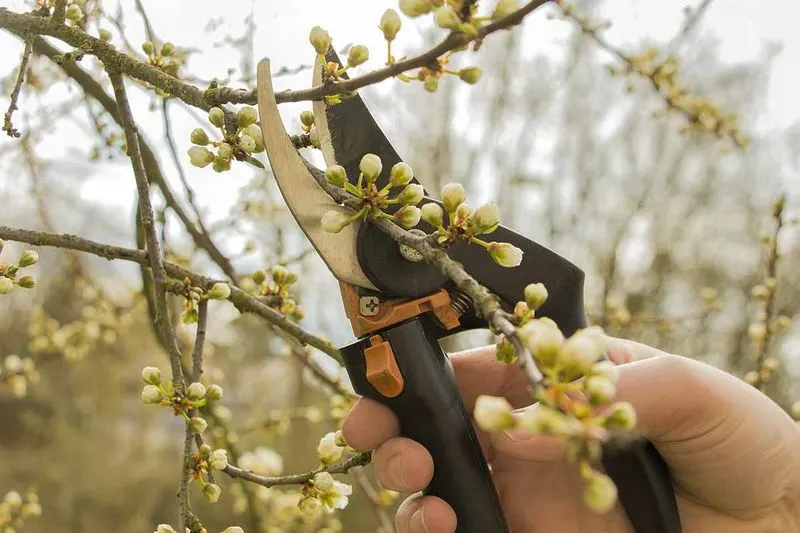 Prune Spring Bloomers