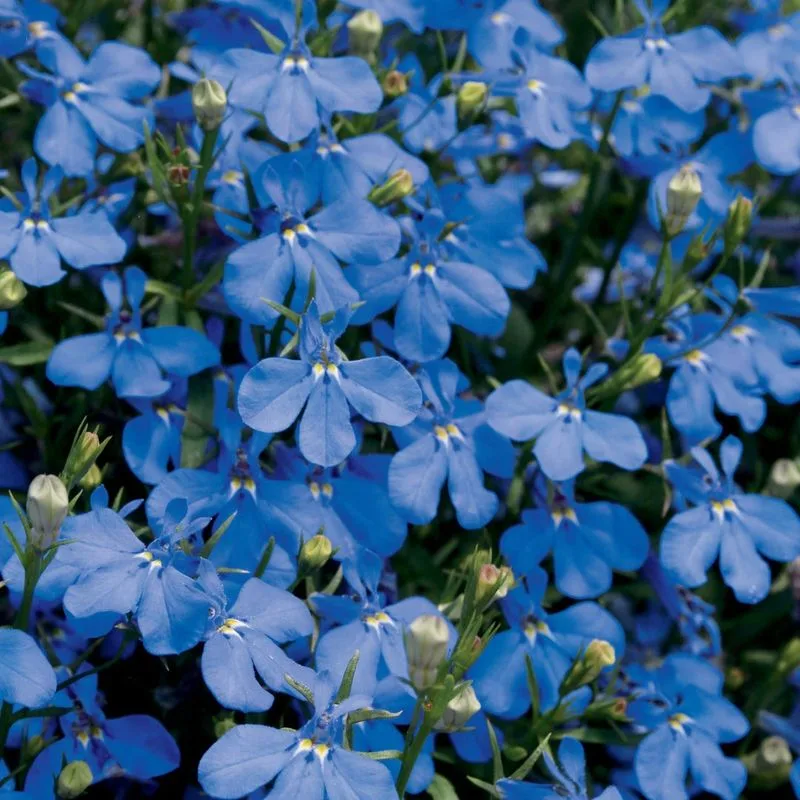 Choose Disease-Resistant Varieties