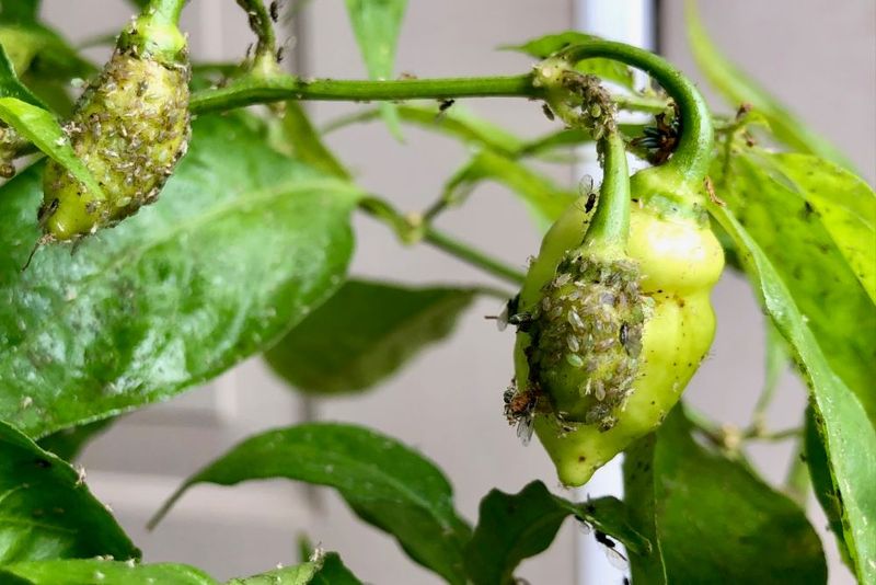Control Pests Naturally