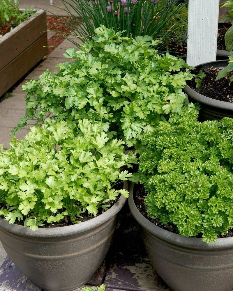 Plant in Succession